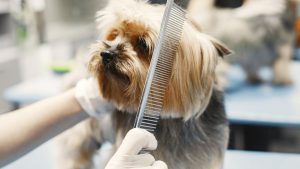 Top 10 Dog Grooming Courses in the UK: Unleash Your Passion for Paws!