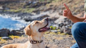 Train the Trainer Course: Top 10 Dog Training Courses in the UK