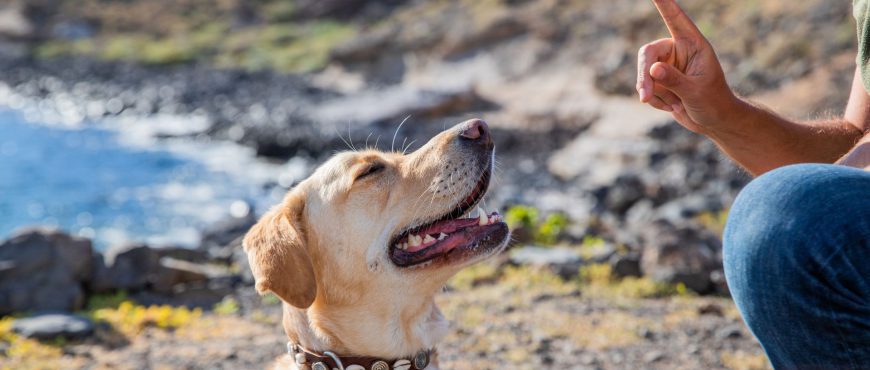 Train the Trainer Course: Top 10 Dog Training Courses in the UK