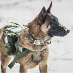 How to Become an Army Dog Handler