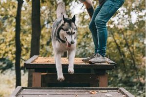 become a guide dog trainer