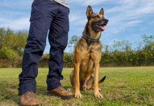 become a guide dog trainer