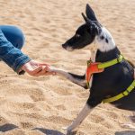 become a guide dog trainer