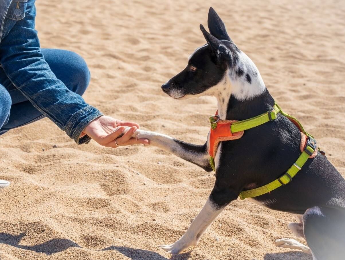 become a guide dog trainer