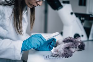 What Are the Main Types of Forensic Scientists