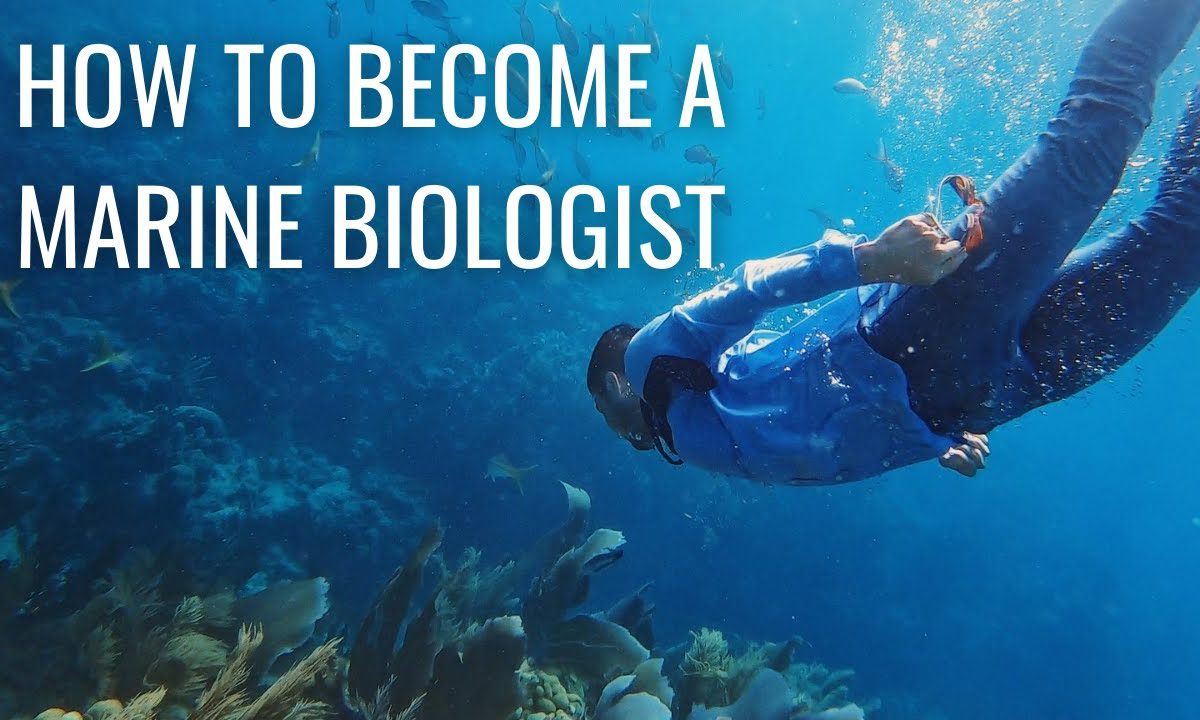How to become a Marine Biologist