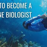 How to become a Marine Biologist