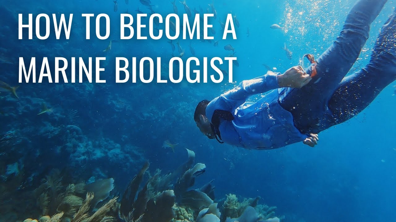 How to become a Marine Biologist