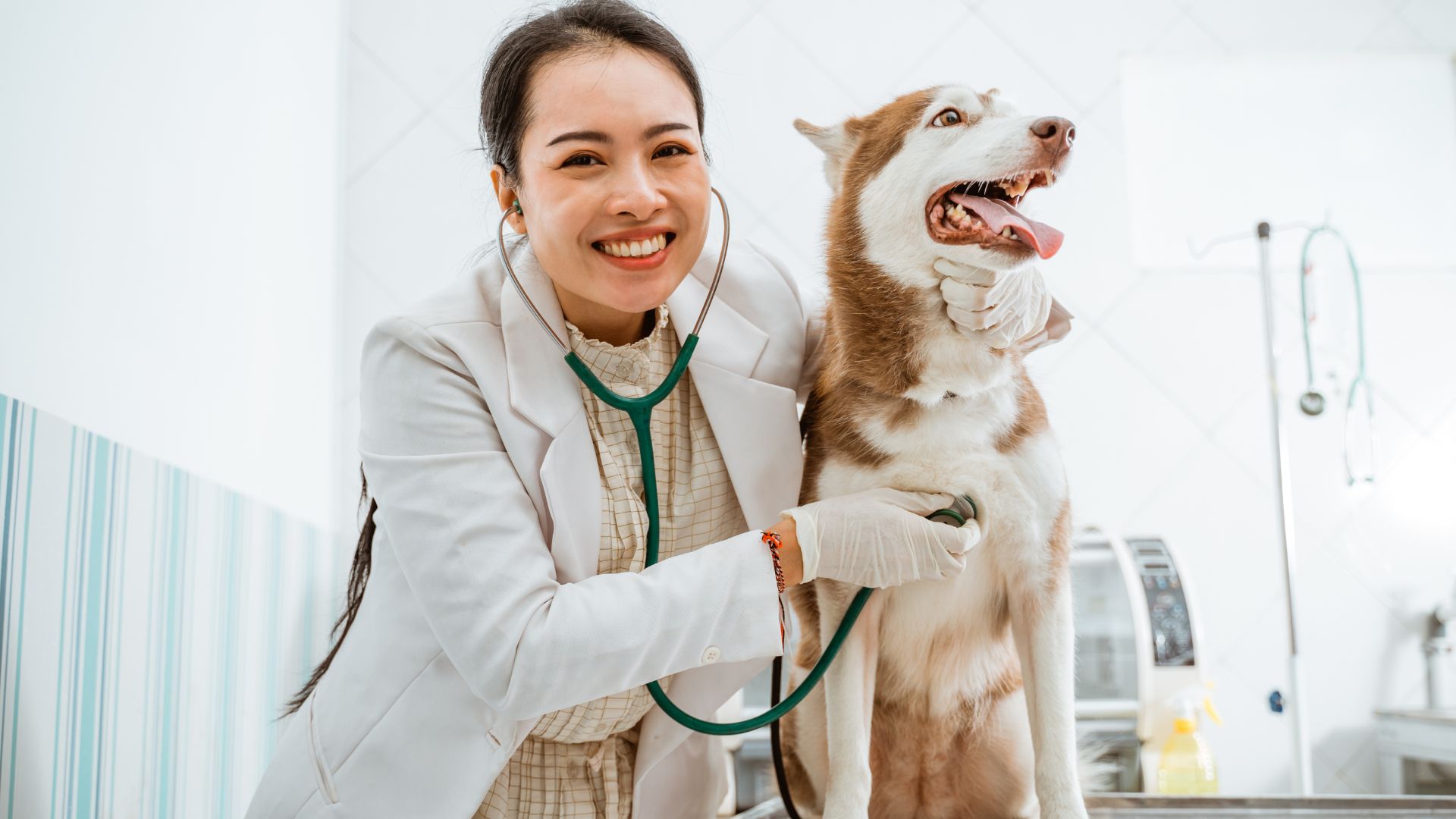 How to Become a Veterinary Nurse