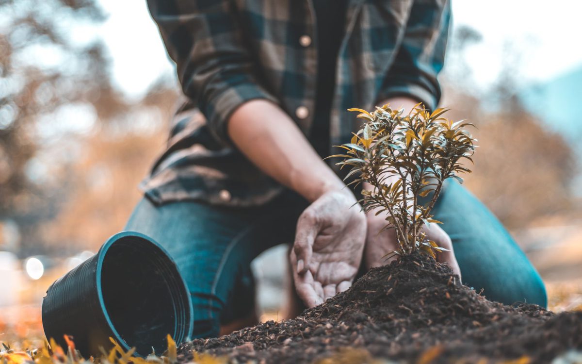 How to Become a Tree Surgeon