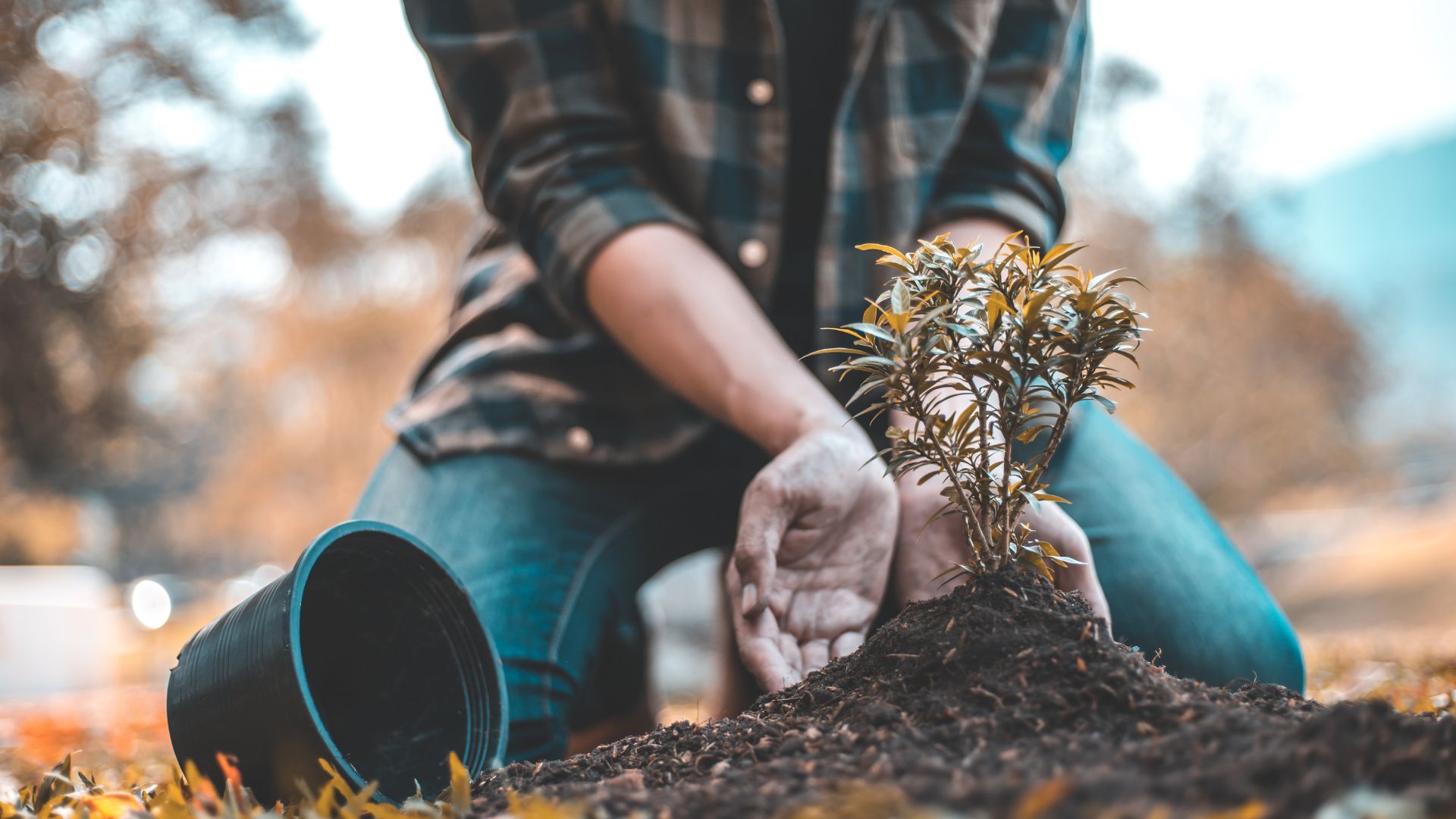 How to Become a Tree Surgeon