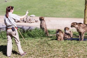  What Does a Zookeeper Do