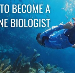 How to become a Marine Biologist