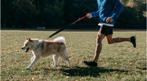 How to Become an Army Dog Handler